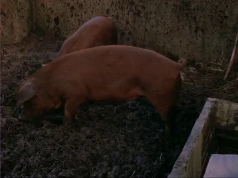File:Pests Pigs.png